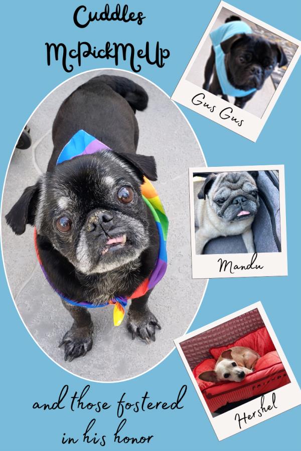 /images/uploads/pug nation rescue of los angeles/pugnation2024/entries/30830thumb.jpg